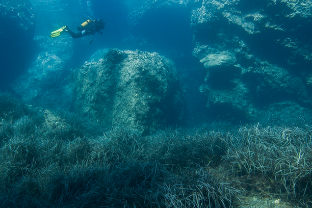image for Observadores del mar