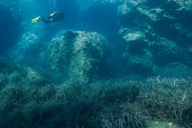 Image for Observadores del mar