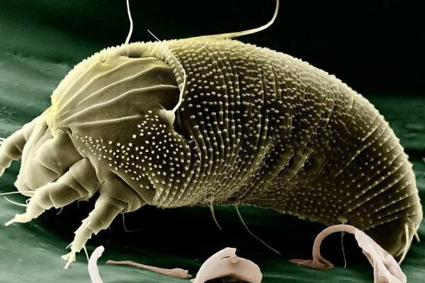 image for Micromascotas