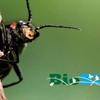 image for Guide to Running a Bioblitz 2.0
