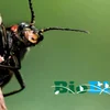 image for Guide to Running a Bioblitz 2.0