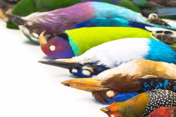 image for Project Plumage