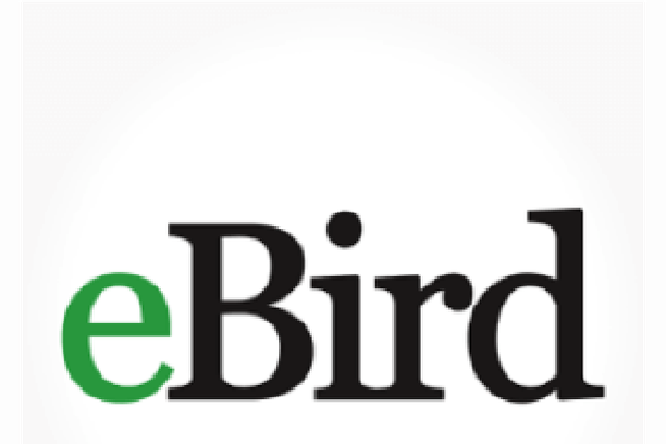 image for eBird