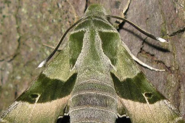 Image for Moths Conservation Program of Vitoria-Gasteiz