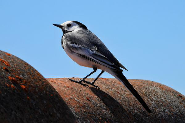 image for Urban Birds Conservation Program of Vitoria-Gasteiz