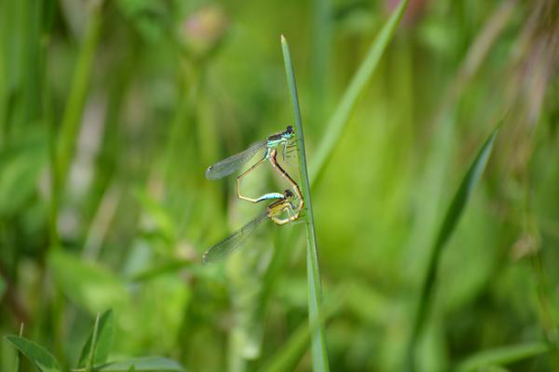 image for  Dragonfly Conservation Program of Vitoria-Gasteiz