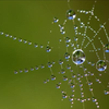 image for Citizen Science: Initiativen, Netzwerke, Plattformen, Förderungen