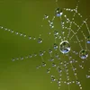 image for Citizen Science: Initiativen, Netzwerke, Plattformen, Förderungen