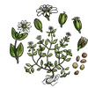 Project icon