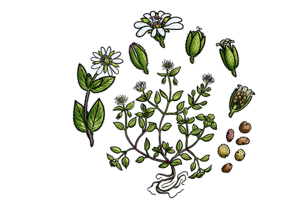 image for Stoepplanten - Sidewalk Plants
