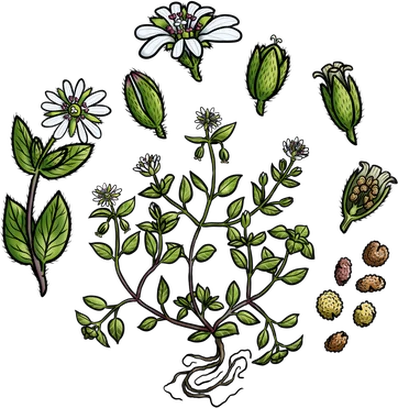 Image for Stoepplanten - Sidewalk Plants