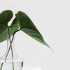 image for European Clean Air Day - citizen science for clean air