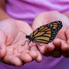 image for BioBlitz: Promoting cross border Research and collaborative Practices for Biodiversity Conservation