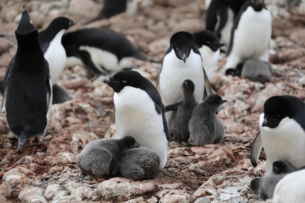 image for Penguin Watch