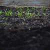 image for Lessons from the LandSense project – ECSA & EU-Citizen.Science Webinar #8