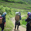 image for Using citizen science data to monitor the Sustainable Development Goals: a bottom-up analysis
