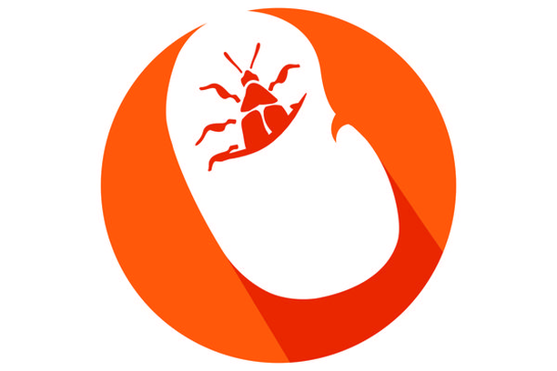 image for Obtectus Finders