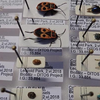 image for Introduction to taxonomy: documenting biodiversity