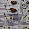 image for Introduction to taxonomy: documenting biodiversity