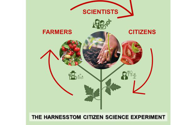 image for Harnesstom (Harnessing the value of tomato genetic resources for now and the future)
