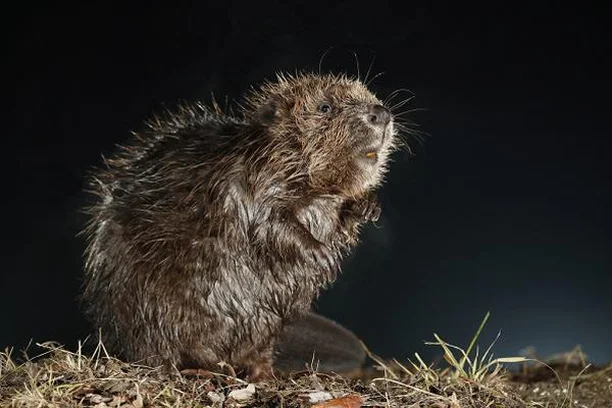 Image for BeaverMap