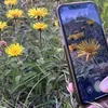 image for Flora Incognita App
