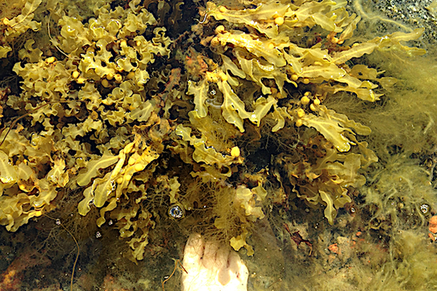 image for Algforskarsommar
