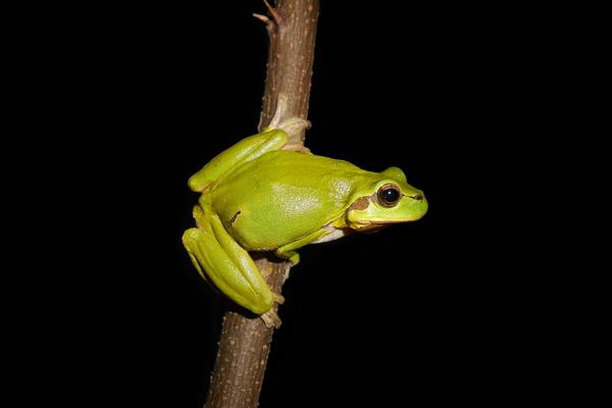 image for We're still here!- Indigenous species are not yet extinct