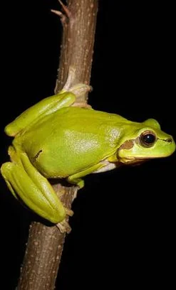 Image for We're still here!- Indigenous species are not yet extinct