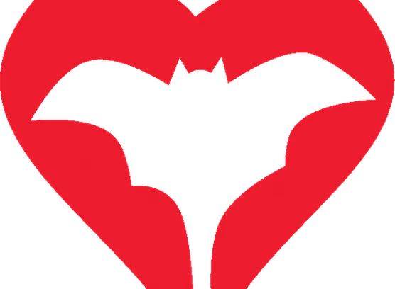Image for Bat Monitoring Programme