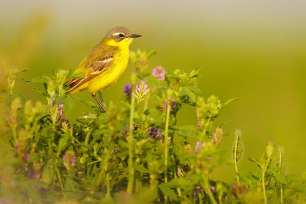 image for Monitoring Farmland Birds - Meetnet Agrarische Soorten (MAS)