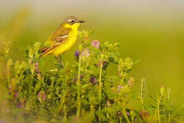 Image for Monitoring Farmland Birds - Meetnet Agrarische Soorten (MAS)