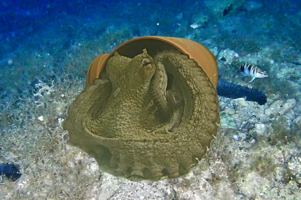 Image for Octopus Intelligence