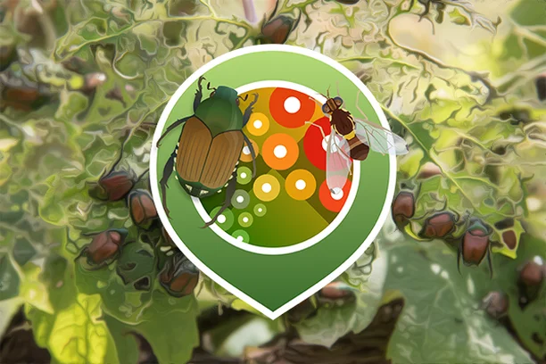 Image for IPM Popillia