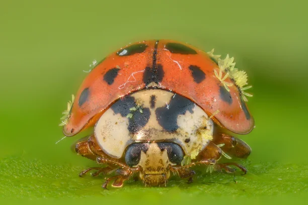 Image for Beetlehangers
