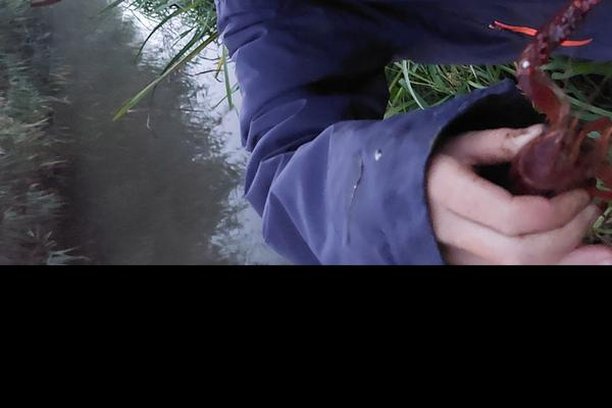 Image for Craywatch