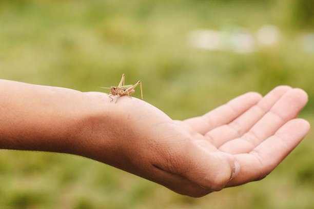 Image for Nature In Our Hands