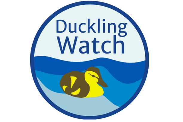 Image for DucklingWatch
