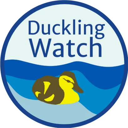 Image for DucklingWatch