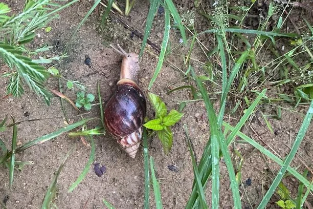 Image for Snail Hunt Brazil | Coletivo CFI